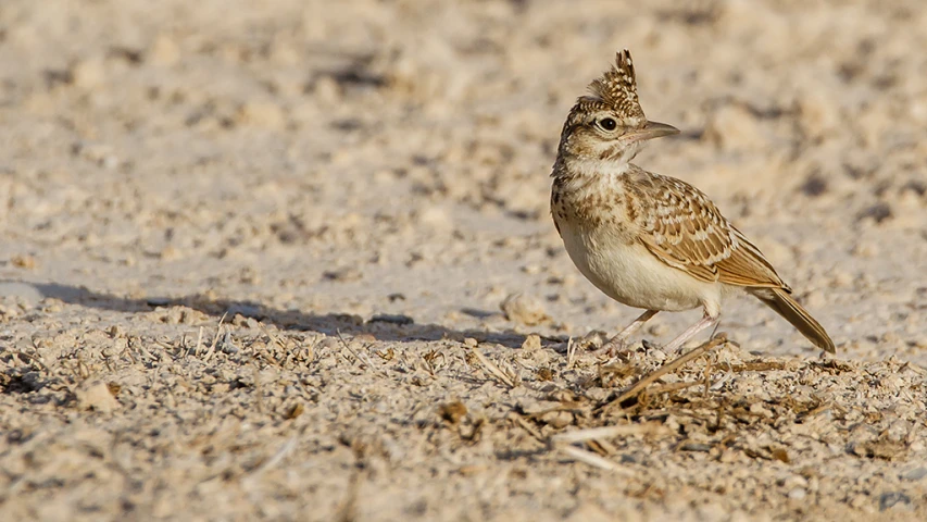 a small bird standing in the sand outside