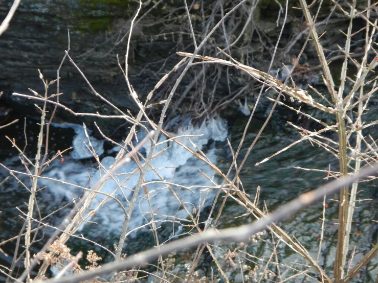 an image of a stream or river in the wild