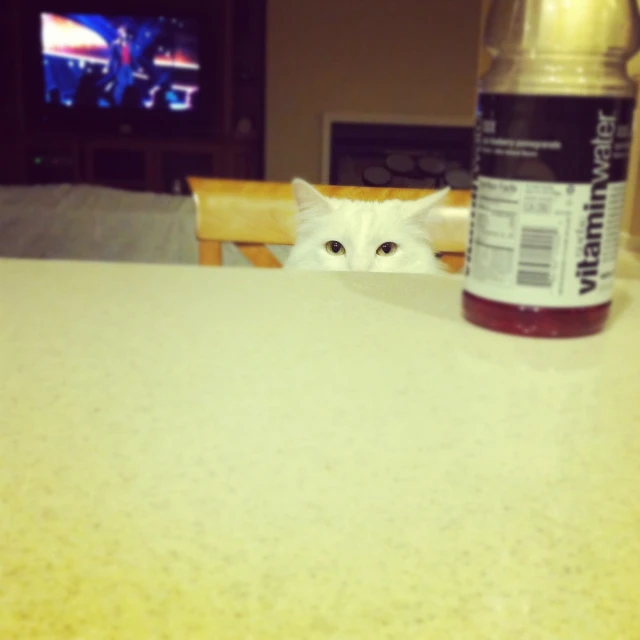 a cat hiding behind a table and near a bottle