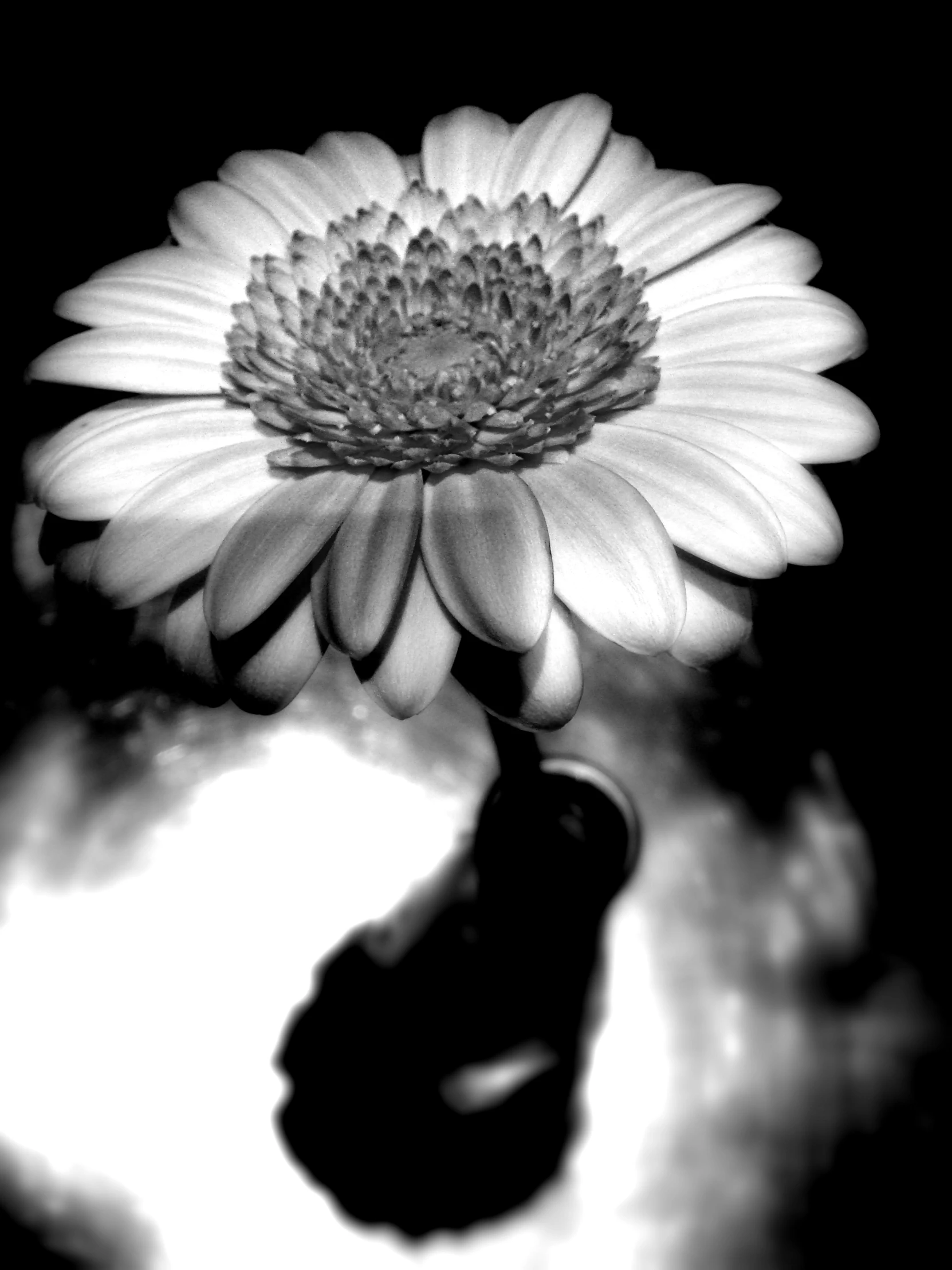 a black and white pograph of a flower with some blurry material on it