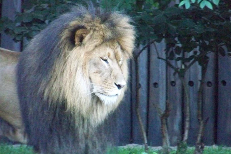 a large lion is standing by a fence