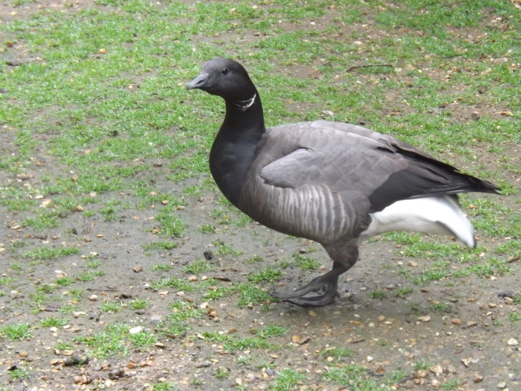 a goose is walking on the grass near its own area