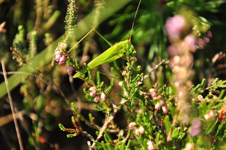 there is a very large insect in the grass