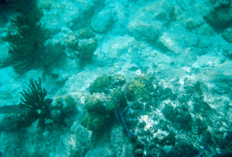 an aquarium filled with corals and sea urchins