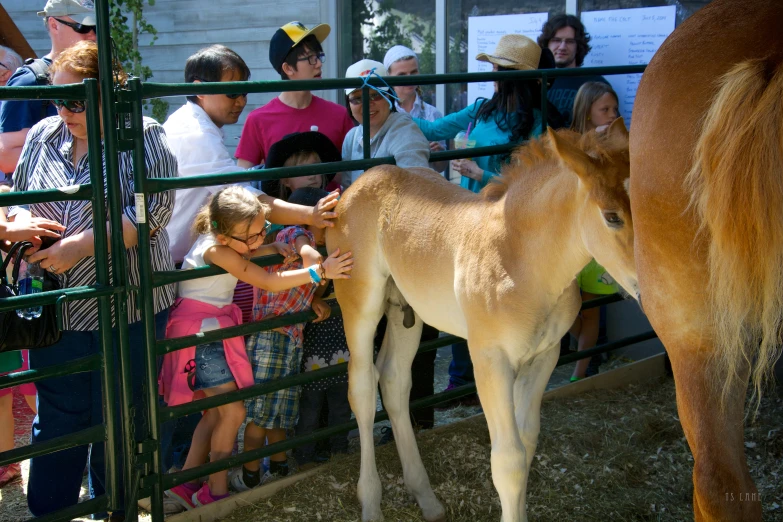 two small children at a zoo petting a horse