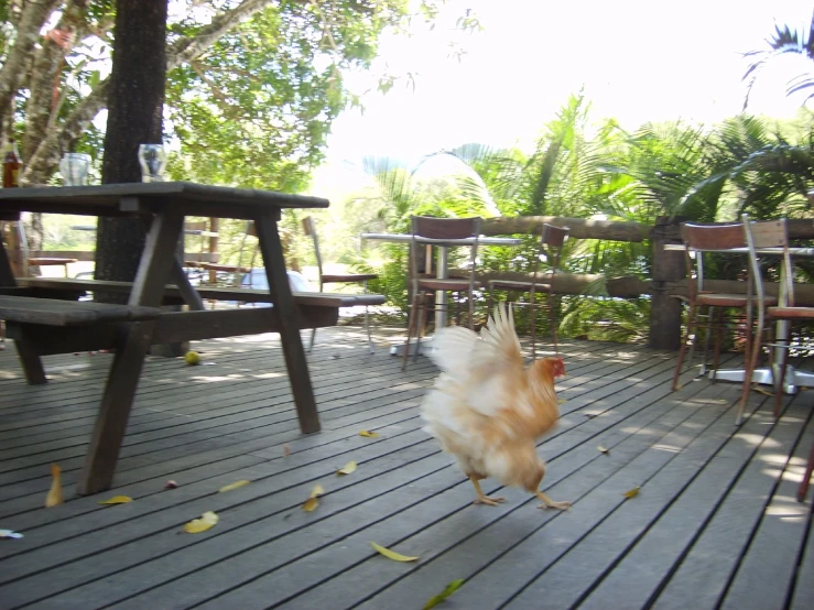 a rooster walks through the deck of a patio