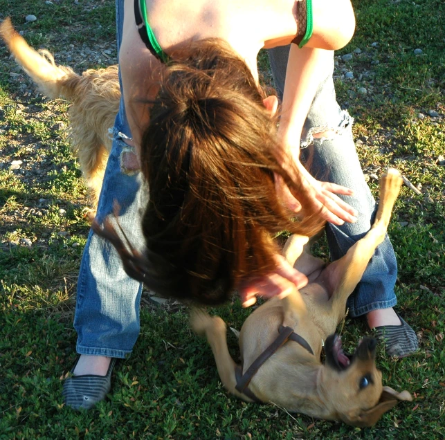 a person is bending over a dog as it is trying to get some attention