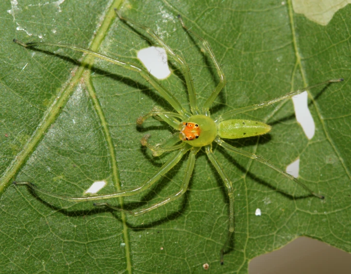 a green spider sitting on top of a leaf