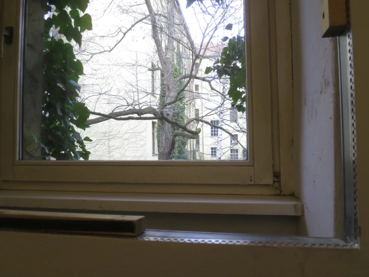 an image of a window sill with green plants growing in the corner