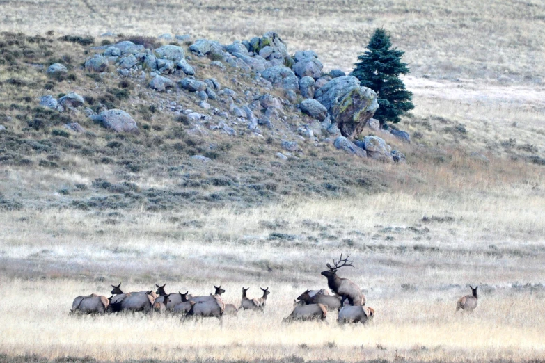 a group of elk in a field near rocks