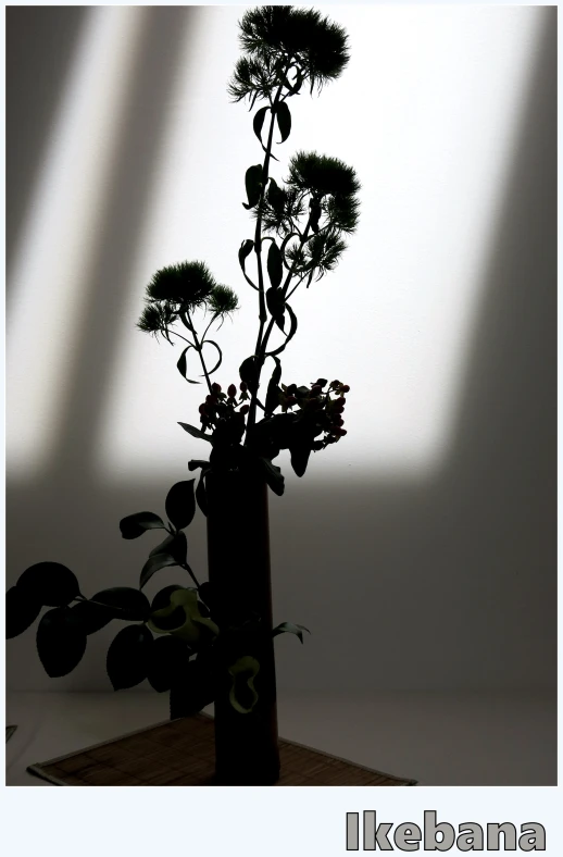 flower stems in vase with white background and small shadows