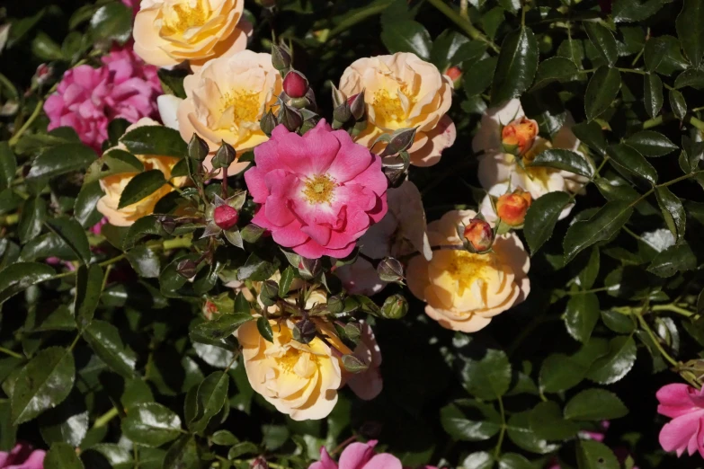 colorful flower bushes filled with many flowers