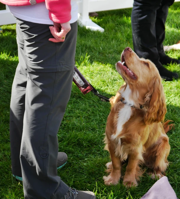 the dog is looking up at his owner's leash