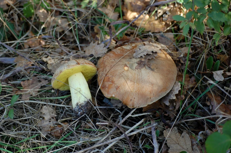 small brown mushroom in the woods near a bush