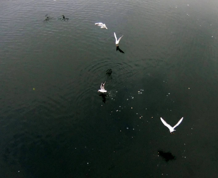 birds floating in the water near each other