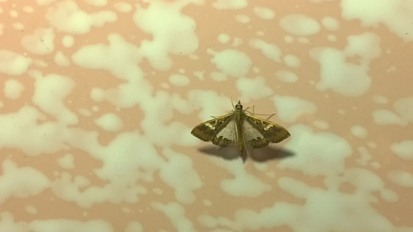 a moth on the wall next to a window