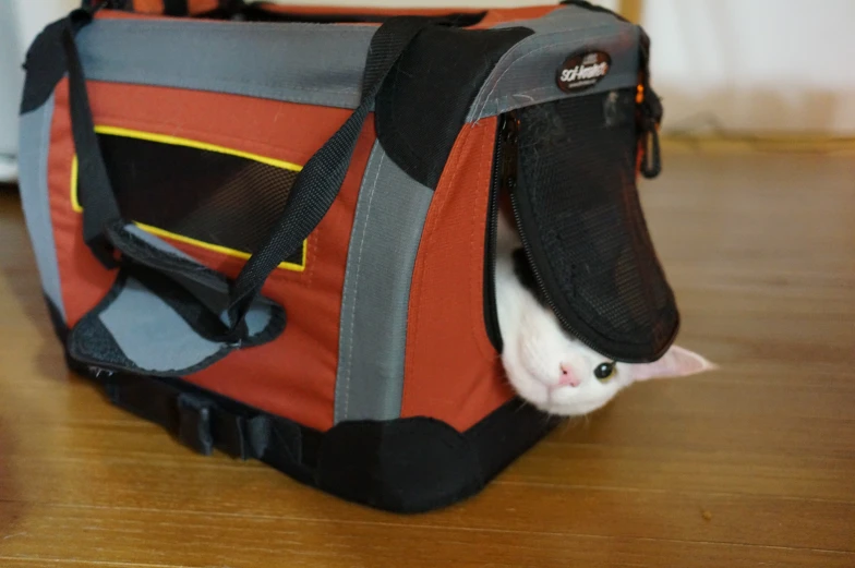 a cat in an orange bag that is peeking out