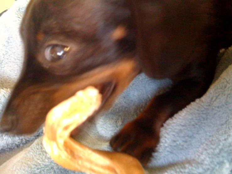 a dog holding a banana that is on a towel