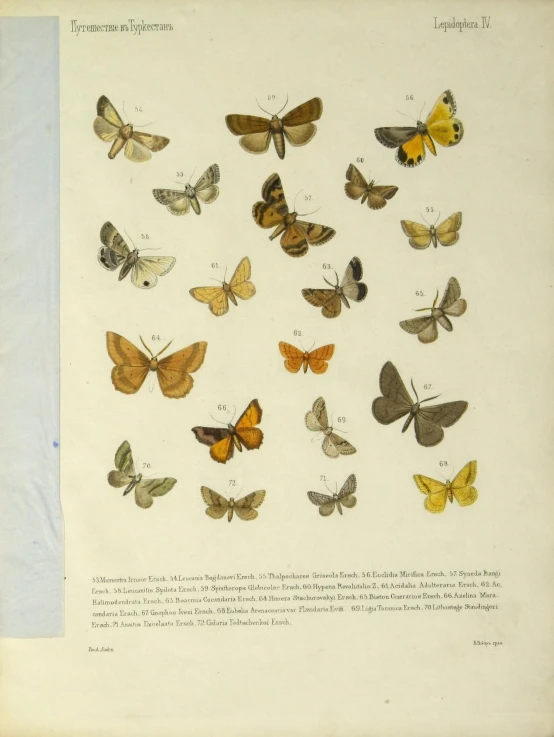 many different colored erflies are on display in a book