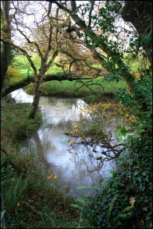 a river with trees in the distance next to it