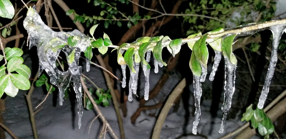 leaves with some ice on them hanging from a tree