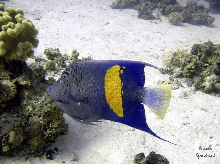 an underwater view of a blue and yellow fish