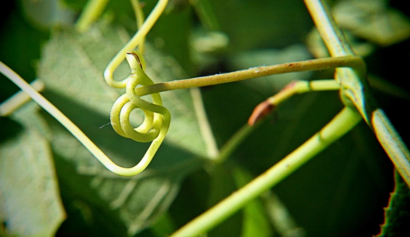 a long thin spiral plant that looks like a spiral