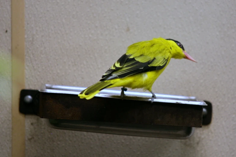 a small yellow and black bird on top of a rail