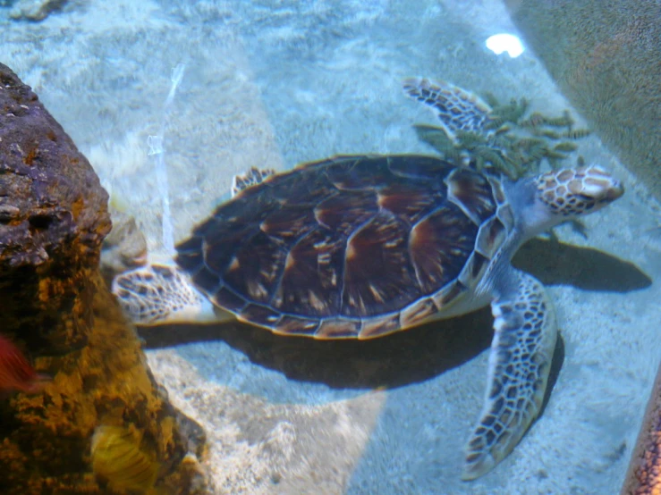 a turtle swimming in a pool with a big rock