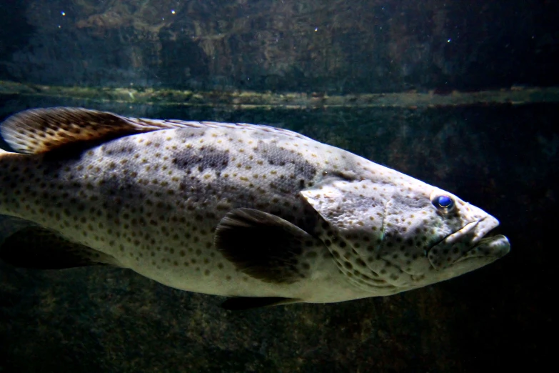 a fish looking straight up through the water