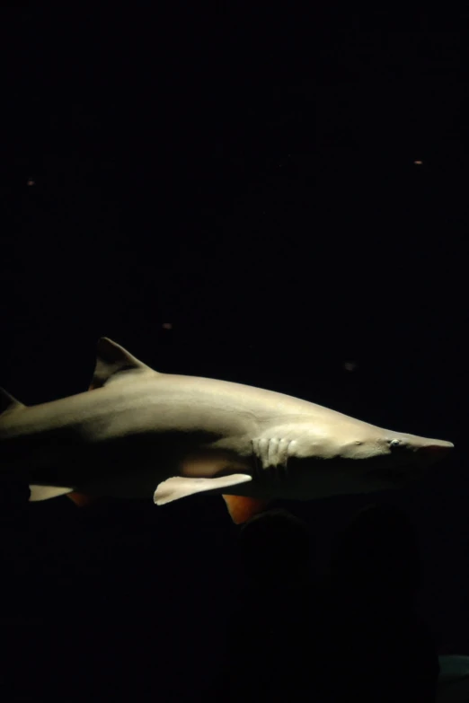 a large shark standing in the middle of the dark