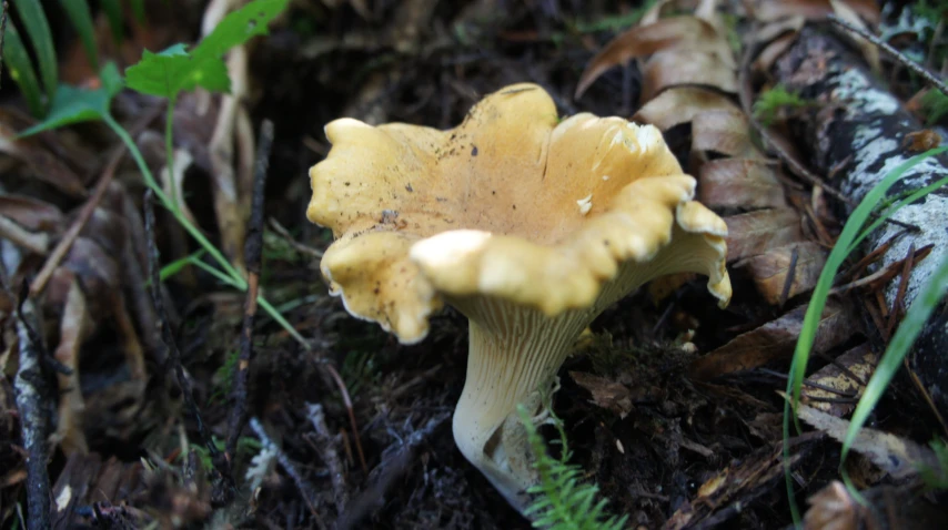 a small yellow mushroom in the grass