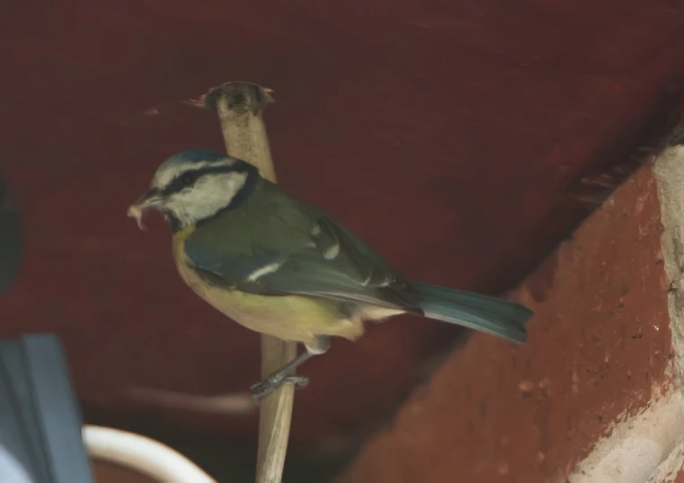 a bird sitting on a piece of wood while it is eating