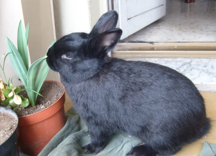 the black bunny is looking for food by the house