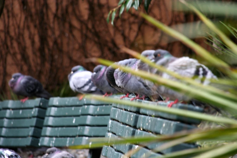 group of pigeons perching on green wooden ledge