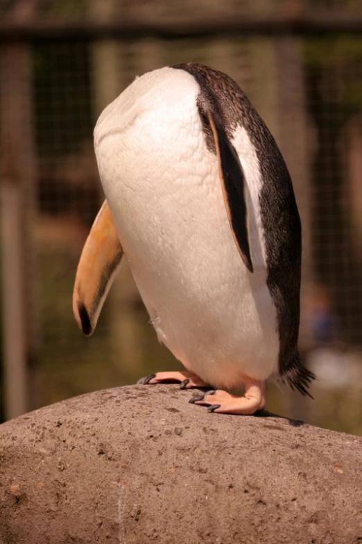 a little penguin sitting on top of a large rock