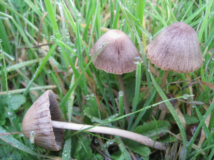 two mushrooms in the grass with dew drops on them