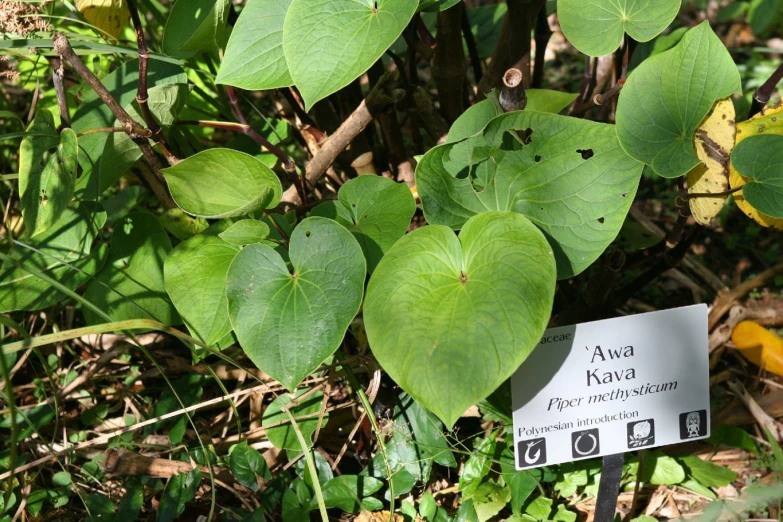 an arrangement of plants on the ground next to a sign