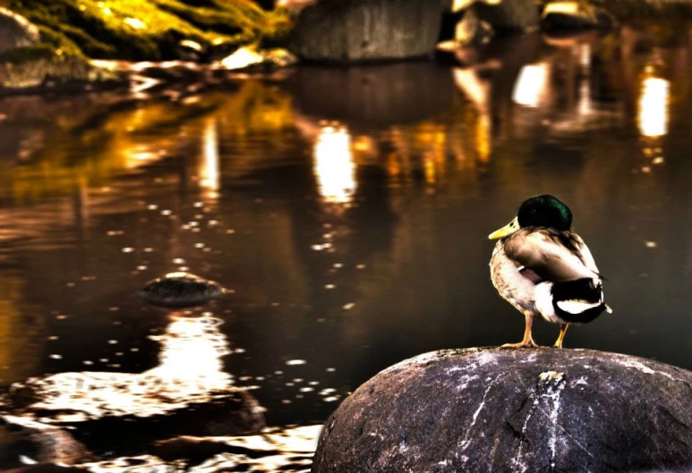 a bird on a rock looking at the water