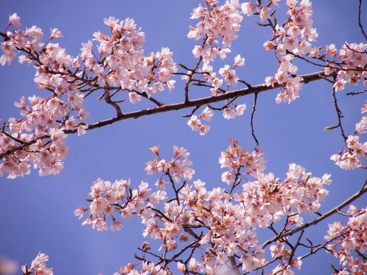 the nches of a flowering cherry tree with many blossoms