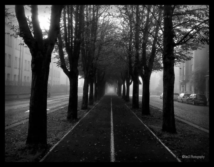 a street that is lined with trees in the fog