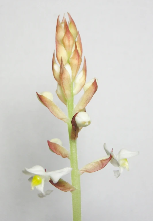 an image of flower buds on the stem