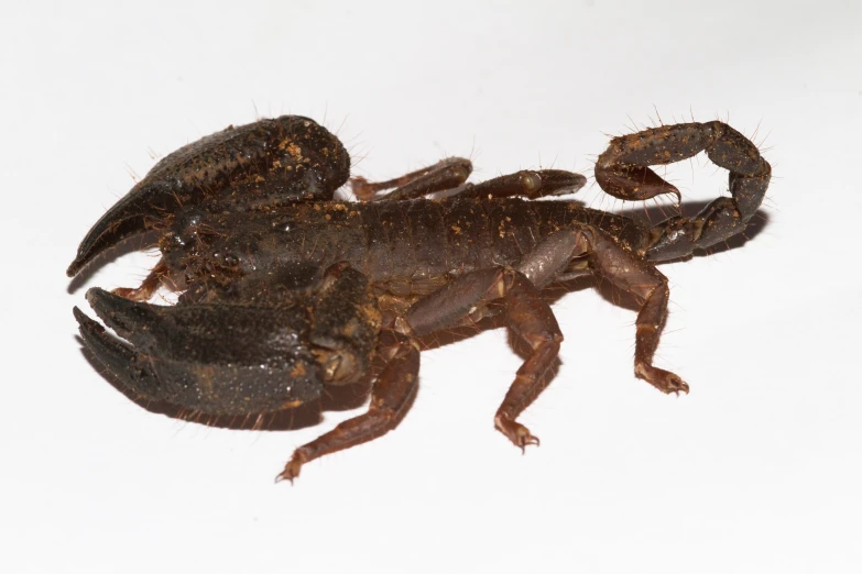 a scorpion scorpion sitting in a white room