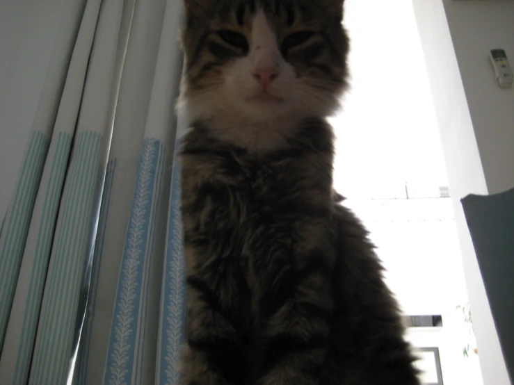 a close up of a cat near a window