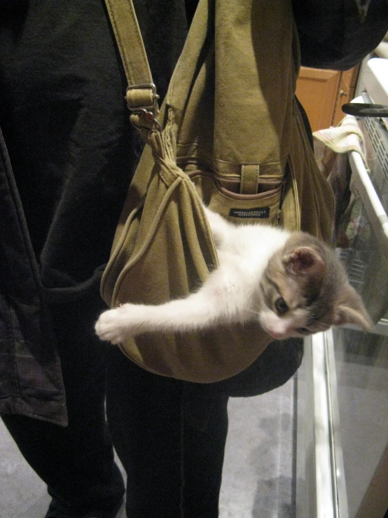 a small kitten sits inside of a purse