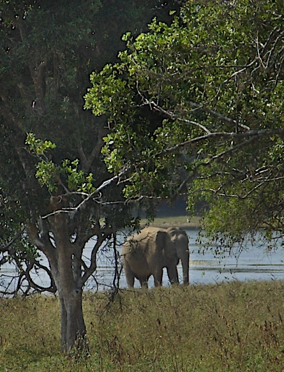 there is an elephant walking through the wilderness