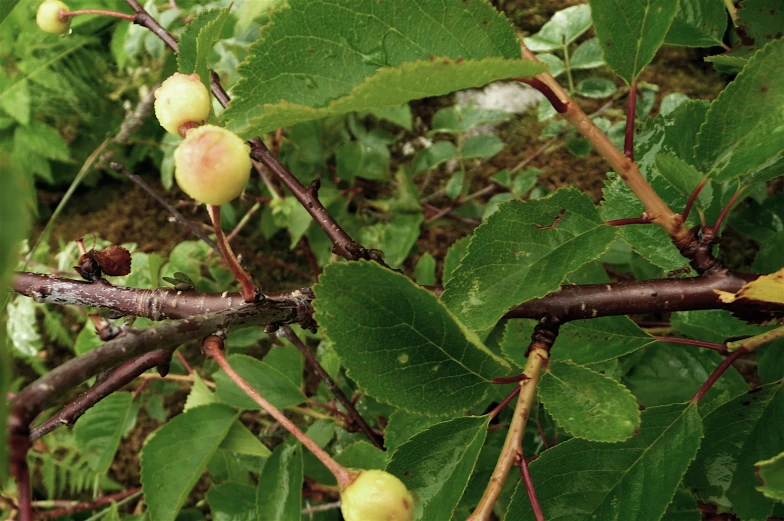 several tiny, unripe fruits growing on nches