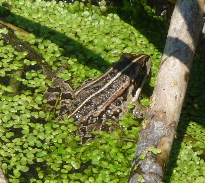 a frog is sitting in the water by a log