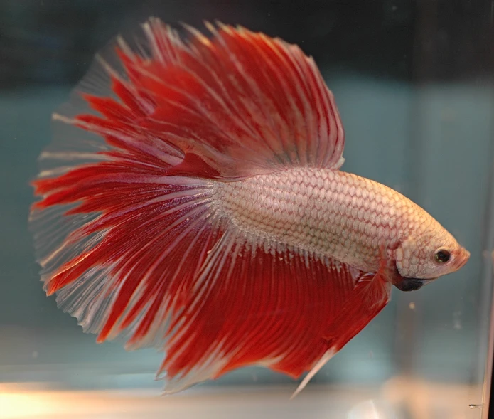 an orange and white fish in its tank