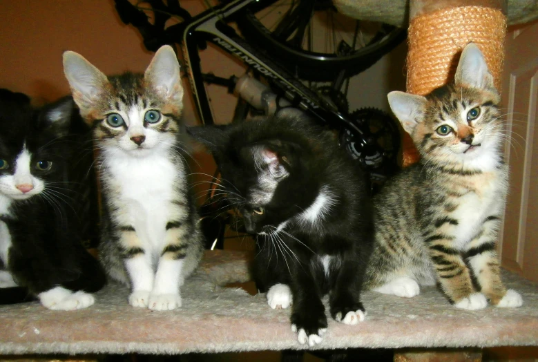 a small litter is posed on a cat tree